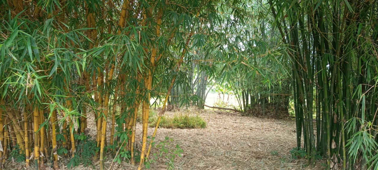 Golden bamboo grove path in Ogun State