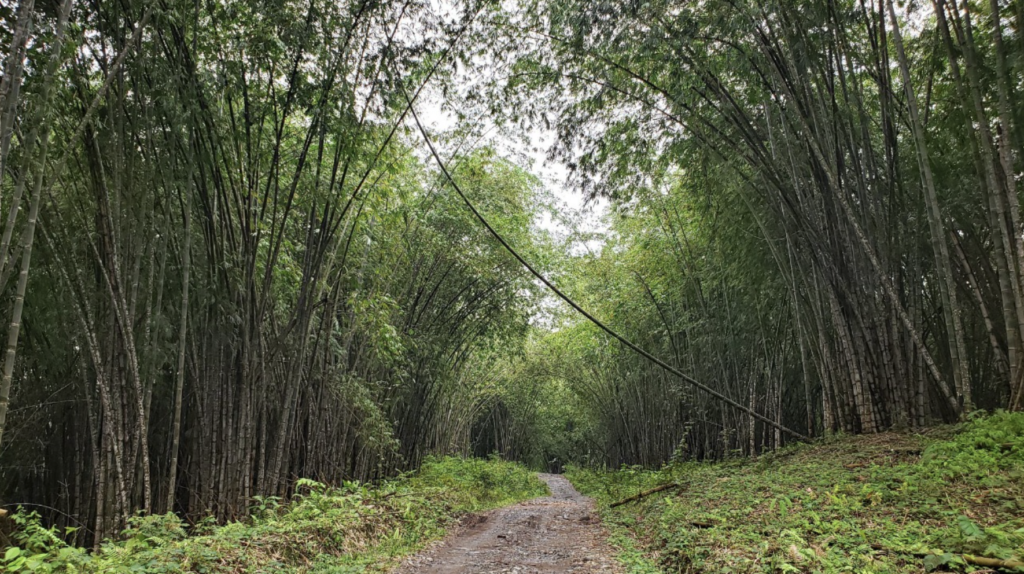 Bamboo forest path with arching trees